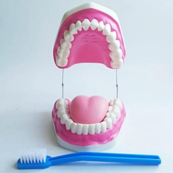 Модель об'ємна демонстраційна Гігієна зубів. Верхня та нижня щелепи людини., фото 1