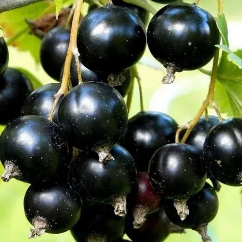 Смородина чорна Услада, фото 1