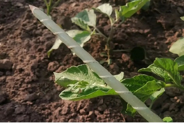 Опора для підв'язки рослин Ø 7 мм висота 2 м(загострена)