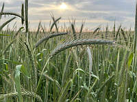 Насіння Жито (Рожь) 25 кг посівне сидерат вагове насіння озимове жито