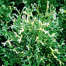 Туя західна Старстук / С3 / Thuja occidentalis Starstruck