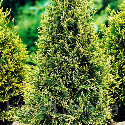 Туя західна Столвік / С3 / Thuja occidentalis Stolwijk, фото 1