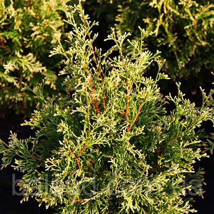 Туя західна Столвік / С3 / Thuja occidentalis Stolwijk, фото 3