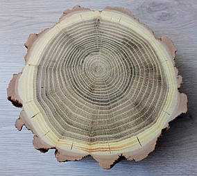 Кап зрізу дерева, шліфований для декору,заливки епоксидною смолою ( d 20х20 см)