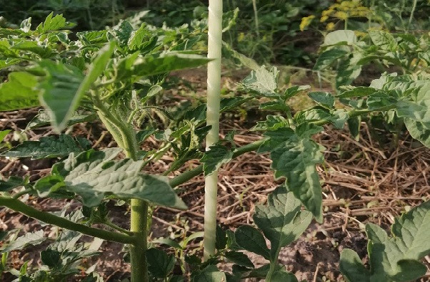 Опора для підв'язки рослин ,діаметр 6 мм висота 1,5 м(загострена)