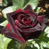Троянда Black Baccara ( Блек Бакара) Чайно-Гібридна (ЗКС)