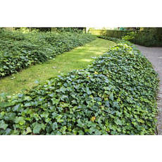 Плющ звичайний Parsley Crested 2 річний, Плющ обыкновенный Парслей Крестед, Hedera helix Parsley Crested, фото 4