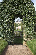 Плющ звичайний Parsley Crested 2 річний, Плющ обыкновенный Парслей Крестед, Hedera helix Parsley Crested, фото 5