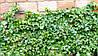 Плющ звичайний Parsley Crested 2 річний, Плющ обыкновенный Парслей Крестед, Hedera helix Parsley Crested, фото 6