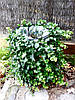 Плющ звичайний Parsley Crested 2 річний, Плющ обыкновенный Парслей Крестед, Hedera helix Parsley Crested, фото 8