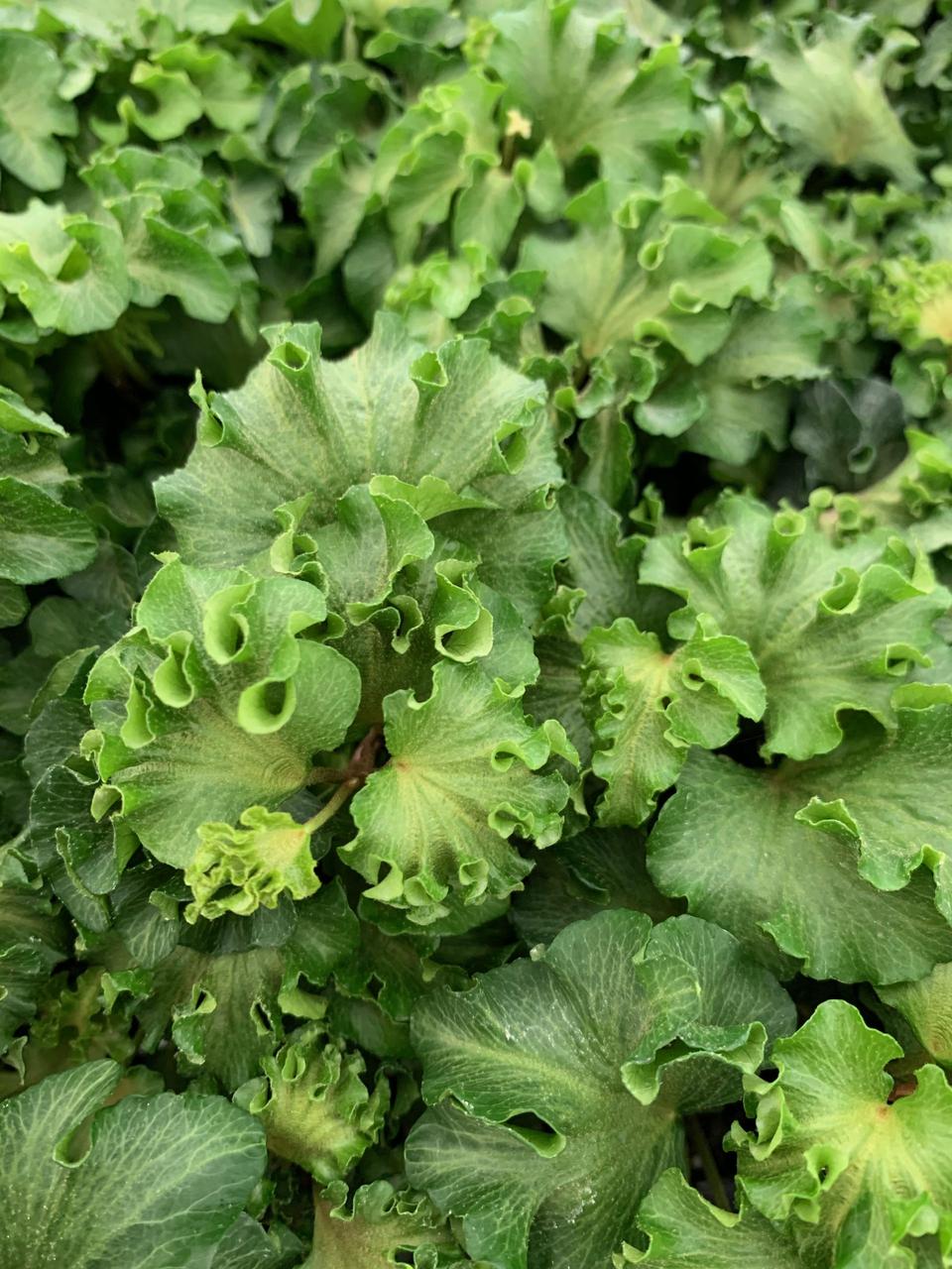 Плющ звичайний Parsley Crested 2 річний, Плющ обыкновенный Парслей Крестед, Hedera helix Parsley Crested