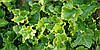 Плющ звичайний Parsley Crested 2 річний, Плющ обыкновенный Парслей Крестед, Hedera helix Parsley Crested, фото 7