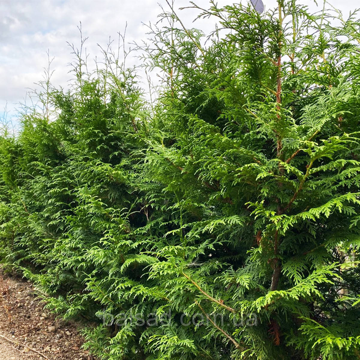 Туя складчаста Гелдерленд / С3 / Thuja plicata Gelderland