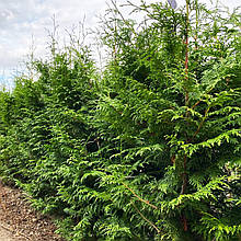 Туя складчаста Гелдерленд / С3 / Thuja plicata Gelderland