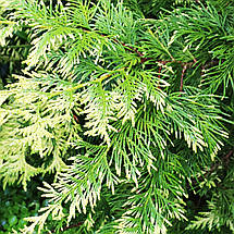 Туя складчаста Айріш Голд / С3 / Thuja plicata Irish Gold, фото 2