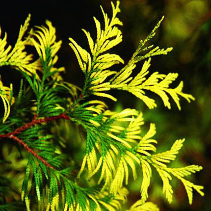 Туя складчаста Айріш Голд / С3 / Thuja plicata Irish Gold, фото 2