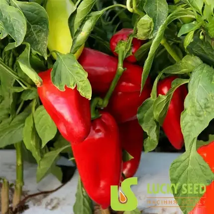 Насіння перцю Моноліт F1 / MONOLIT F1, 1000 насінин - ранній (60-65 дн), конічної форми, Lucky Seed, фото 1