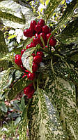 Аукуба японська Варієгата. 
Aucuba japonica Variegata.