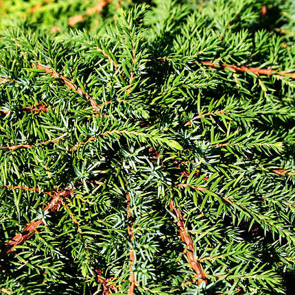 Ялівець Грін Карпет / Штамб / h 60 / Juniperus Green Carpet, фото 2