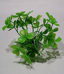 Спокуслива рослина 7*7 см Lang