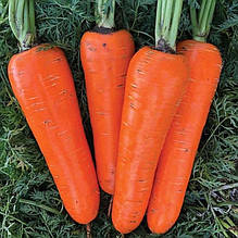 Насіння моркви Нью Курода F1  1,6-1,8 (500 нас.) Bakker Brothers