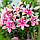 Лілія Махрова Roselily Natascha 12/14, фото 3