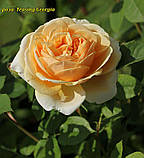 Троянда Teasing Georgia (Тизинг Джорджія), фото 2