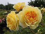 Троянда Teasing Georgia (Тизинг Джорджія), фото 3