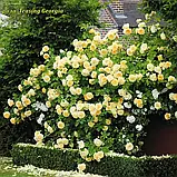 Троянда Teasing Georgia (Тизинг Джорджія), фото 5