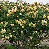 Троянда Teasing Georgia (Тизинг Джорджія), фото 4