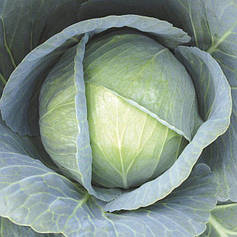 Насіння капусти Галаксі F1, 100 нас — білокачанна, пізній гібрид, LEDAAGRO