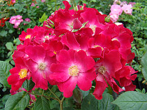 Троянда Поппі Роуз (Poppy Rose) Шраб, фото 2