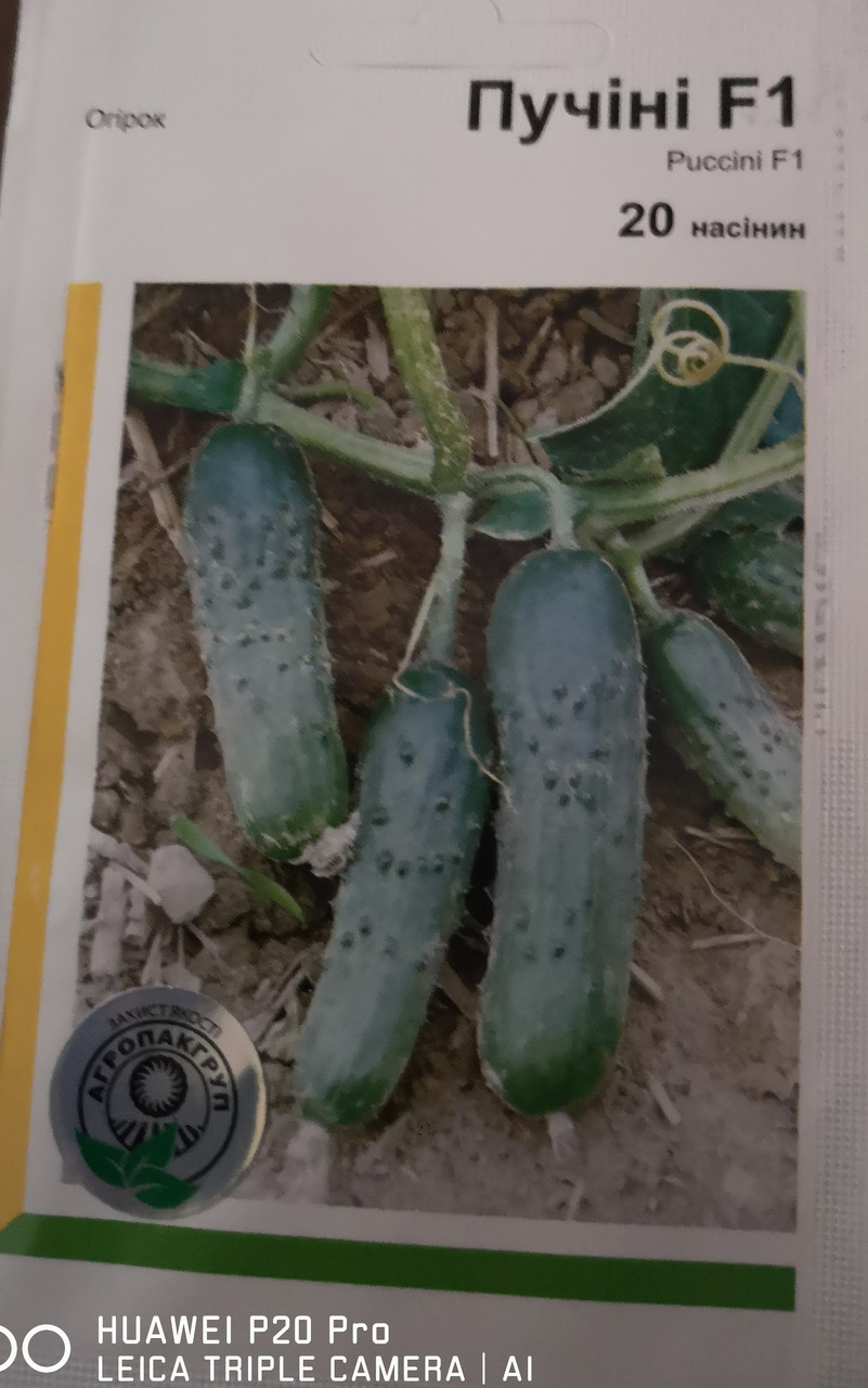 Огірок Пучінні F1 20 нас.
