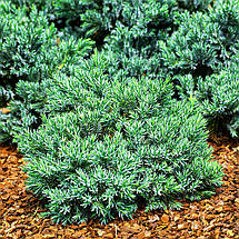 Ялівець Літл Джоанна / d 30-40 / Juniperus Little Joanna, фото 2