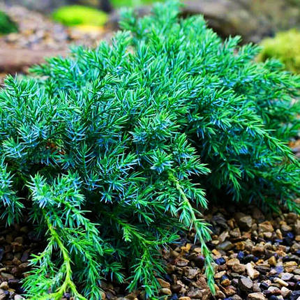 Ялівець Літл Джоанна / d 30-40 / Juniperus Little Joanna, фото 2