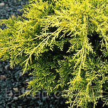 Ялівець Голден Джой / Штамб h 60 / Juniperus Golden Joy, фото 4