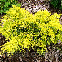 Ялівець Голден Джой / Штамб h 60 / Juniperus Golden Joy, фото 6