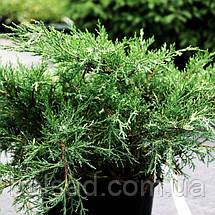 Ялівець Вайт Сплеш / С3 / Juniperus White Splash, фото 6
