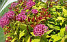 Спірея японська Magic Carpet 2 річна, Спирея японская Меджик Карпет, Spiraea japonica Magic Carpet, фото 8