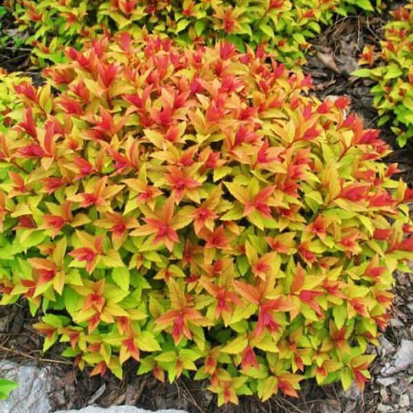 Спірея японська Magic Carpet 2 річна, Спирея японская Меджик Карпет, Spiraea japonica Magic Carpet