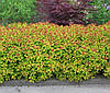 Спірея японська Magic Carpet 2 річна, Спирея японская Меджик Карпет, Spiraea japonica Magic Carpet, фото 6