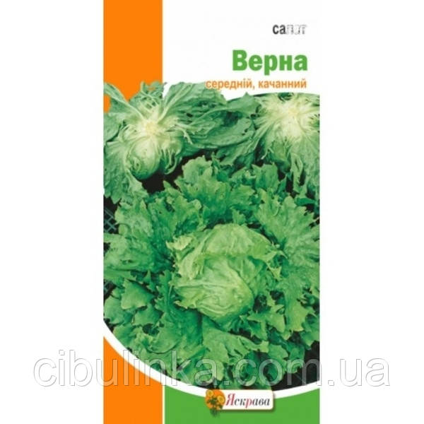 Насіння Салат Верна (головчастий) Яскрава (Фасовка: 1 г), фото 1