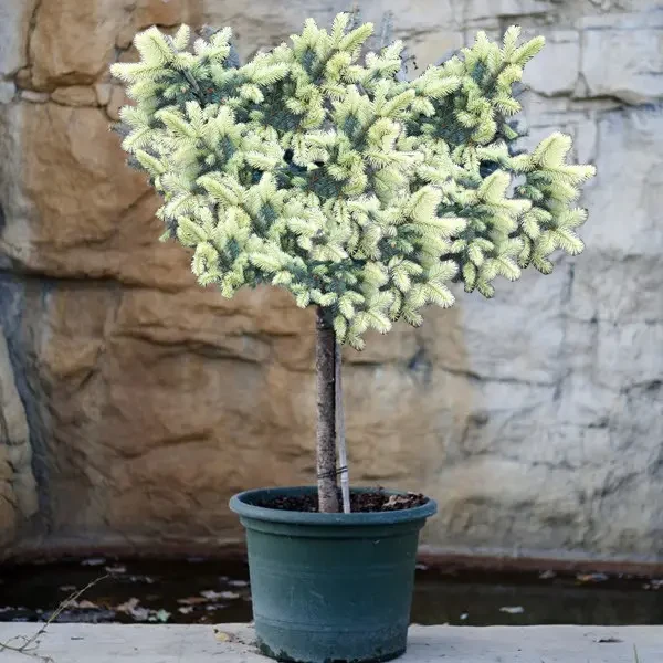 Ялина колюча Bialobok 2 річна на штамбі 1м, Ель колючая Биалобок на штамбе, Picea pungens Bialobok