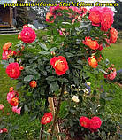 Роза Starlet Rose Carmen (Скарлет Роза Кармен) штамб -120, фото 3