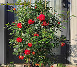 Роза Starlet Rose Carmen (Скарлет Роза Кармен) штамб -120, фото 4