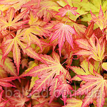 Клен японський Оранж Дрім / h 40-60 / Acer Orange Dream, фото 4