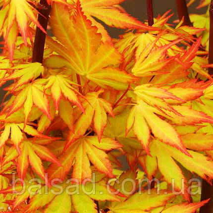 Клен японський Оранж Дрім / h 40-60 / Acer Orange Dream, фото 1
