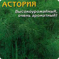 Продам на вес семена укропа Астория (от производителя )