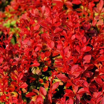 Барбарис тунберга Корал / Berberis thunbergii Coral, фото 2