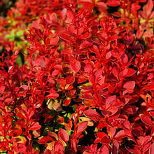 Барбарис тунберга Корал / Berberis thunbergii Coral